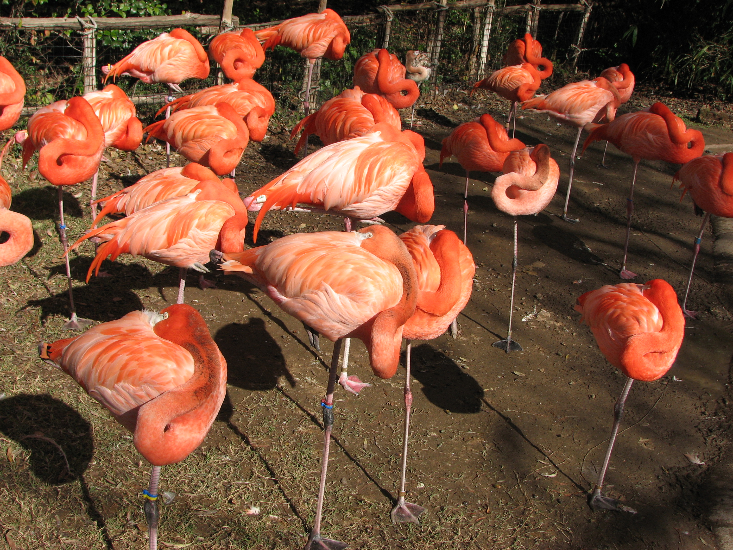 Fort Worth Zoo Animals Flamingos seconews.org
